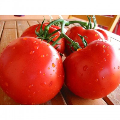 Семена томата красного Никса F1  (250 семян), Libra Seeds (Erste Zaden)